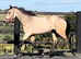 Golden Dun With 4 Dark Points " Dun Filly Young Sport Horse