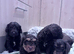 Cockapoo puppies