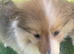 Rough collie lassie puppies