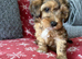 Beautiful 8 weeks old Maltipoo girl is ready to go