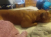 Staffordshire bull terrier cross