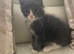 Male kitten Mainecoon xRagdoll