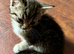 3 Adorable and Playful Kittens