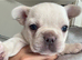 French Bulldog Puppy