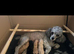 Extensively Health Tested kc toy poodle puppies