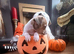 Jack Russell puppy
