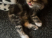 3 beautiful kittens looking for their forever loving home