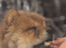 Exceptional chow chow bear ** now fully vaccinated **