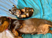 Beautiful Miniature Dachshund Puppies