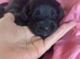 F1b cockapoo puppies