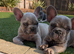 French bulldog puppies Kennel Club registered