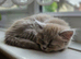 Ragdoll x scottish fold