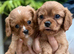 KC REG RUBY CKC Cavalier King Charles