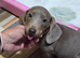 Kc fully vaccinated boys