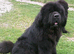 Full pedigree Newfoundland puppies
