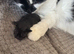 3 black kittens