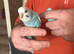 Baby Budgies.
