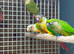 Pineapple conures