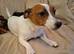 Jack Russell cross puppies