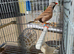 Hecks/grass finch