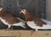 Young Birmingham roller pigeons