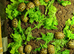 2026 Baby Hermann Tortoises for sale