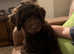 Chocolate Standard Multigenerational Labradoodle