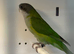 Sierra parakeets