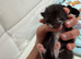 Kittens for sale