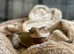 Crested Gecko with Enclosure