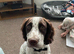 5 year old Cocker Spaniel