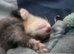 Ollie the ferret