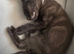 2 kittens looking for loving homes