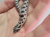2026 Hognose babies ready to go from £80