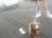 Miniature Isabella dachshund boy