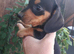 Miniature original dachshund girls available now