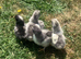 Olive Egger 3 day old chicks