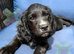 Kc cocker spaniels boy only 17 dna health tested