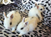 Bunnies