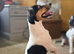 Tri colour jackrusell dog