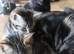 3 Stunning little kittens looking for their forever homes