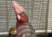 Galah cockatoo baby - Ready now - 1