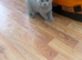 British Shorthair Cinnamon