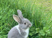Holland lop boys