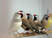 Silver fire tail finch