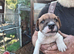 Traditional Jack Russell Terrier pups