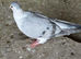AFGHAN PIGEONS