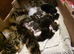 REDUCED XL full Maine coon kittens - Ready now