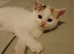 8 week old kitten