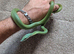 Barons green racer